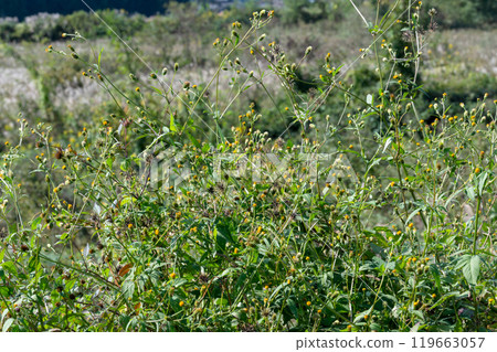 雜草生長的草地景觀 119663057