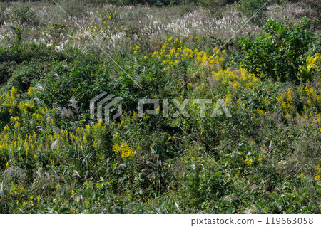 雜草生長的草地景觀 119663058