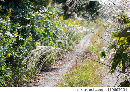 日本蒲葦 日本蒲葦 119663064