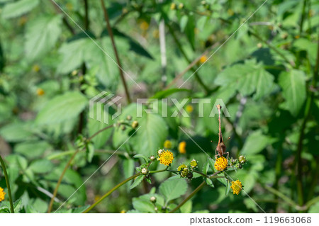 吸草和花蜜的北立羽 119663068