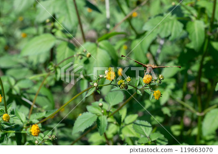吸草和花蜜的北立羽 吸草和花蜜的北立羽 119663070
