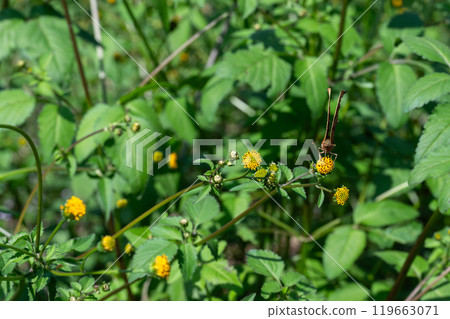 吸草和花蜜的北立羽 吸草和花蜜的北立羽 119663071