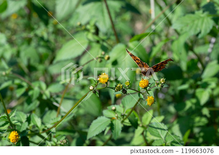 吸草和花蜜的北立羽 119663076