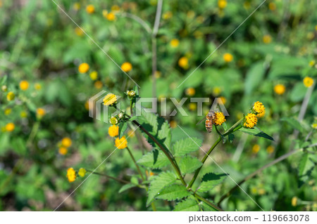 蜜蜂從開花植物吸取花蜜 119663078
