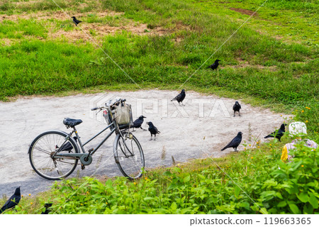 一隻烏鴉來取食物 一隻烏鴉來取食物 119663365