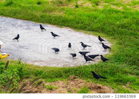 A crow came to get food A crow came to get food 119663369