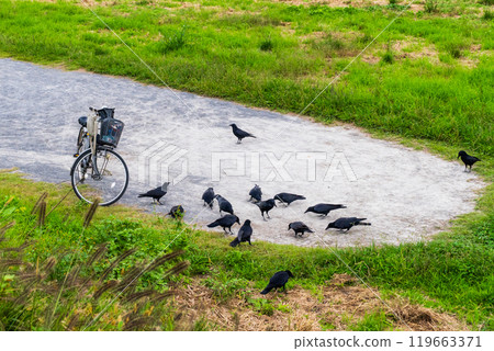 A crow came to get food 119663371