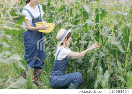 Young women harvesting vegetables Young women harvesting vegetables 119663464