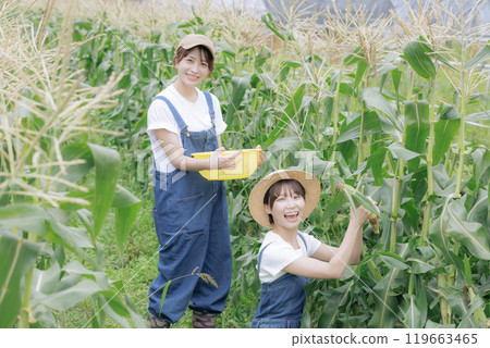 Young women harvesting vegetables 119663465