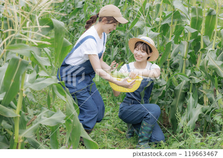 Young women harvesting vegetables 119663467