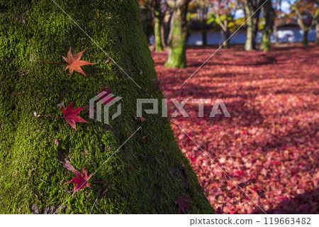 Tofukuji Temple in late autumn in Kyoto Tofukuji Temple in late autumn in Kyoto 119663482