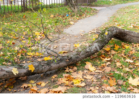 forest background chair trunk road en outdoor one green parkbench old leaf pebble nobody tree park forest background chair trunk road en outdoor one green parkbench old leaf pebble nobody tree park 119663616