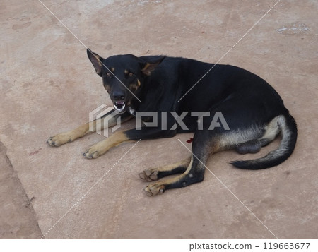 [Cambodia] A large black stray dog looking at you with its mouth open (Siem Reap) 119663677