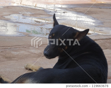 [Cambodia] A large black stray dog looking back at us (Siem Reap) 119663678