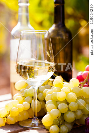 Glasses of red and white wine and ripe grapes on table in vineyard 119664250