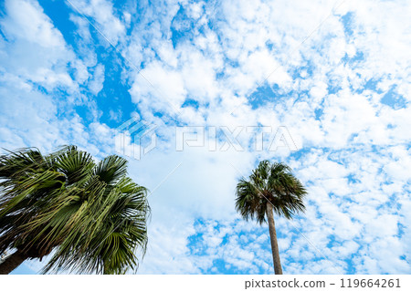 Okinawa Main Island 119664261