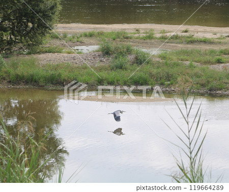 Grey Heron Flying Low 119664289