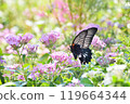 A swallowtail butterfly (Papaya membra) sucking nectar from a flower 119664344