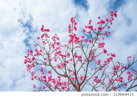 Okinawa Main Island 119664415