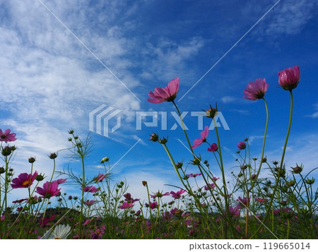 奈良縣藤原峽遺址的波斯菊 119665014