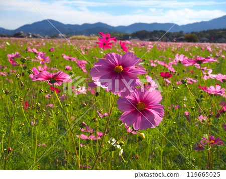 奈良縣藤原峽遺址的波斯菊 119665025