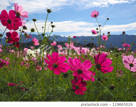 奈良縣藤原峽遺址的波斯菊 119665026