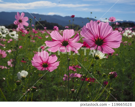 Cosmos at the ruins of Fujiwara-kyo, Nara Prefecture Cosmos at the ruins of Fujiwara-kyo, Nara Prefecture 119665028