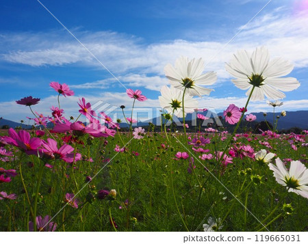 Cosmos at the ruins of Fujiwara-kyo, Nara Prefecture Cosmos at the ruins of Fujiwara-kyo, Nara Prefecture 119665031