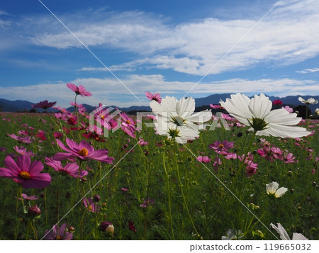 Cosmos at the ruins of Fujiwara-kyo, Nara Prefecture Cosmos at the ruins of Fujiwara-kyo, Nara Prefecture 119665032