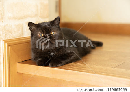 樓梯和異國短毛貓 cron 樓梯和異國短毛貓 cron 119665069