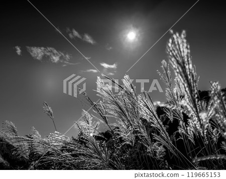Monochrome World: Autumn Sun and Pale Sky 119665153