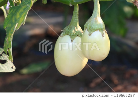 White eggplant 119665287