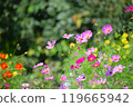 Colorful cosmos blooming in the cosmos field 119665942