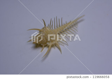 Okinawa souvenirs: conch shells 119666058