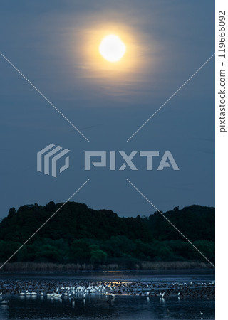 Full moon and migratory birds roosting at Izunuma Full moon and migratory birds roosting at Izunuma 119666092