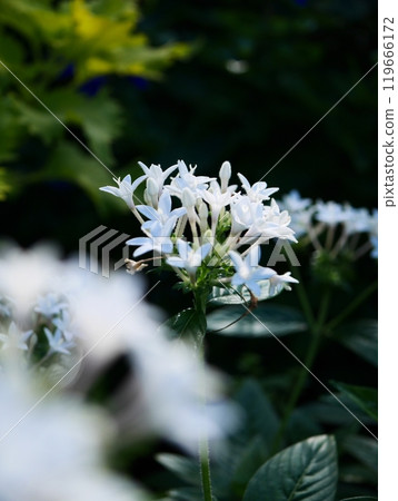 白色的pentas 白色的pentas 119666172