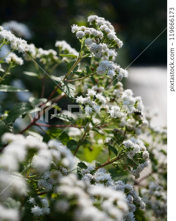 白花西藤葉 白花西藤葉 119666173