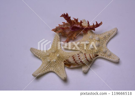 沖繩特產海星與貝殼 119666518