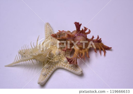 Okinawa souvenirs: starfish and shells Okinawa souvenirs: starfish and shells 119666633