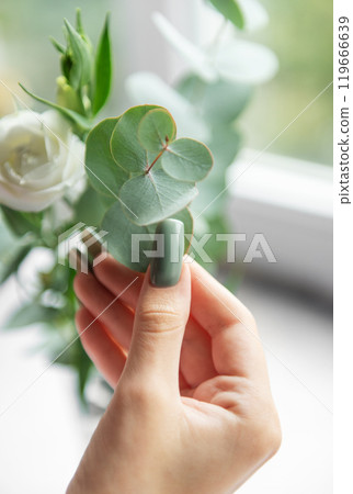 Close-up of a hand gently holding a eucalyptus leaf next to a white rose by a sunlit window 119666639