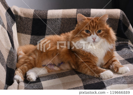 The cat is resting on the couch at home after surgery 119666889