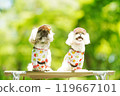 A dog basking in the sunlight of fresh greenery 119667101