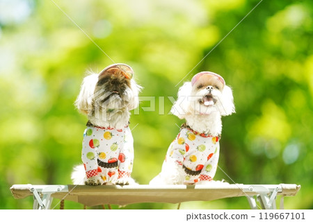 一隻狗沐浴在新鮮的綠色陽光下 一隻狗沐浴在新鮮的綠色陽光下 119667101