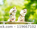 A dog basking in the sunlight of fresh greenery 119667102