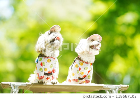 A dog basking in the sunlight of fresh greenery 119667102
