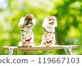 A dog basking in the sunlight of fresh greenery 119667103