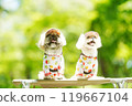 A dog basking in the sunlight of fresh greenery 119667104