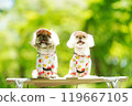 A dog basking in the sunlight of fresh greenery 119667105