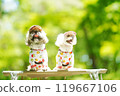 A dog basking in the sunlight of fresh greenery 119667106
