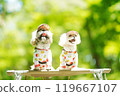 A dog basking in the sunlight of fresh greenery 119667107